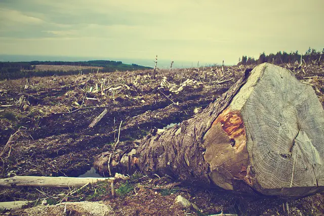 Deforestation: Causes, Sources, Rates, Effects, & Solutions