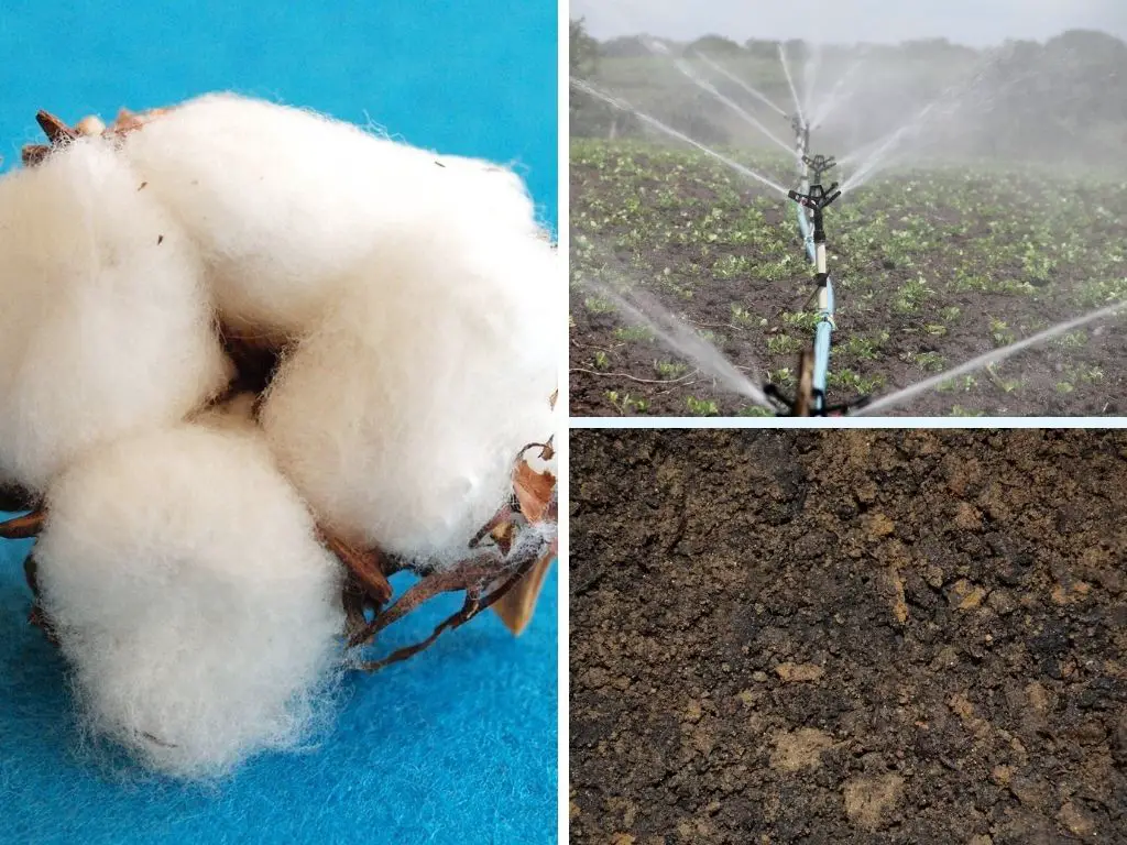 Is Cotton Eco Friendly & Sustainable For Fibres, Fabric & Textiles?
