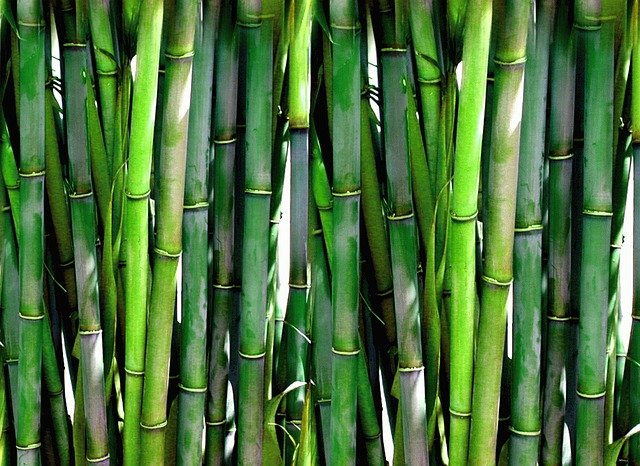 Is Bamboo Eco Friendly & Sustainable For Fibres, Fabric & Textiles?