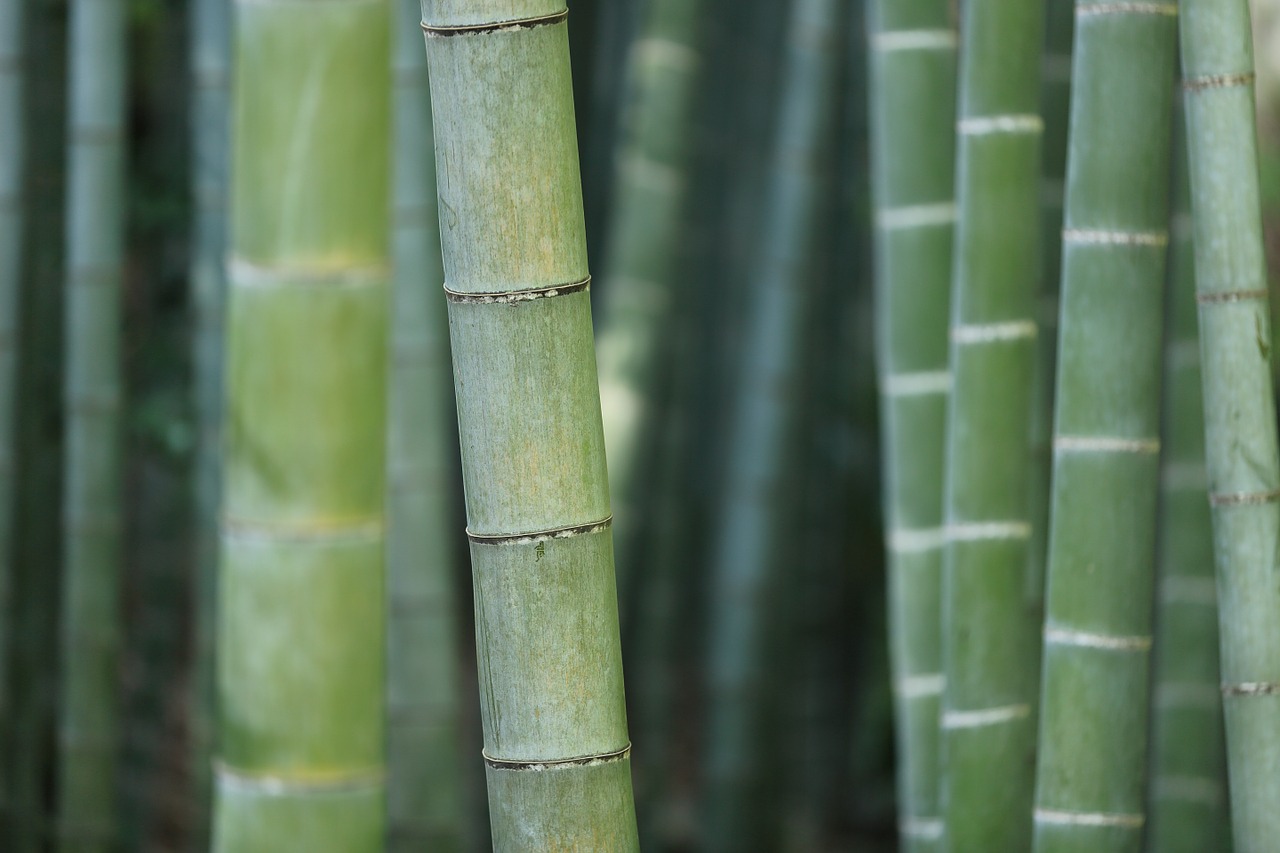 About Bamboo Uses, Products, Growing & More Better Meets Reality