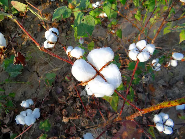 Organic Cotton: What It Is, How To Know It’s Organic, GOTS Certification, How & Where To Buy, & Whether It's Worth It