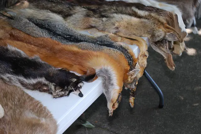 Is Real Fur Sustainable, Eco Friendly & Cruelty Free?