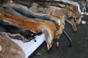 Is Real Fur Sustainable, Eco Friendly & Cruelty Free? - Better Meets Reality