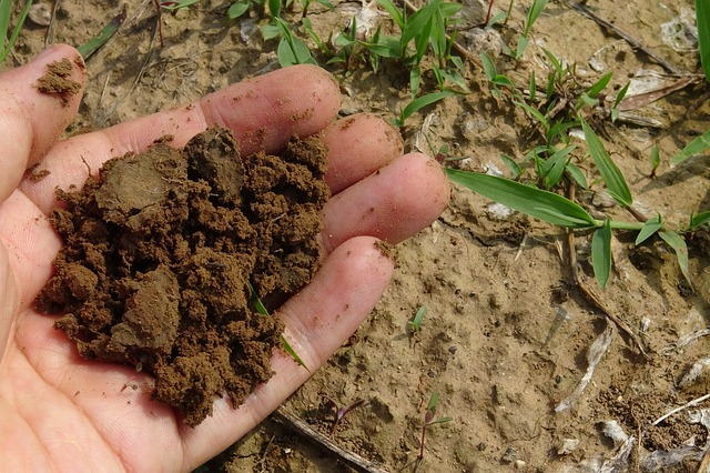 How To Test Soil: For Type, pH, Moisture, Nutrients & More
