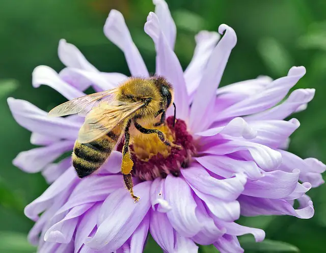 How To Save Bees, & Stop The Bee Population From Dying