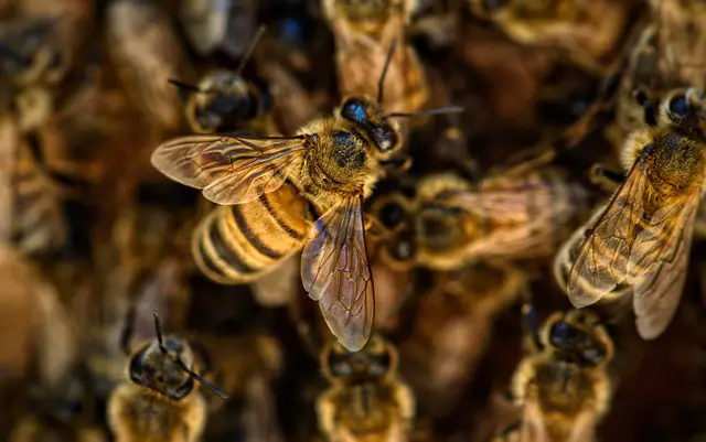 Are Bees Endangered, & Will Bees Go Extinct In The Future?