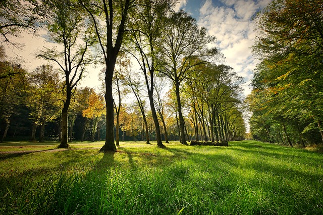 How Many Trees Do We Actually Need On Earth Better Meets Reality