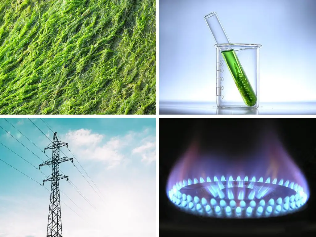Biomass vs Biofuel vs Bioenergy vs Biogas: Differences, & Comparison