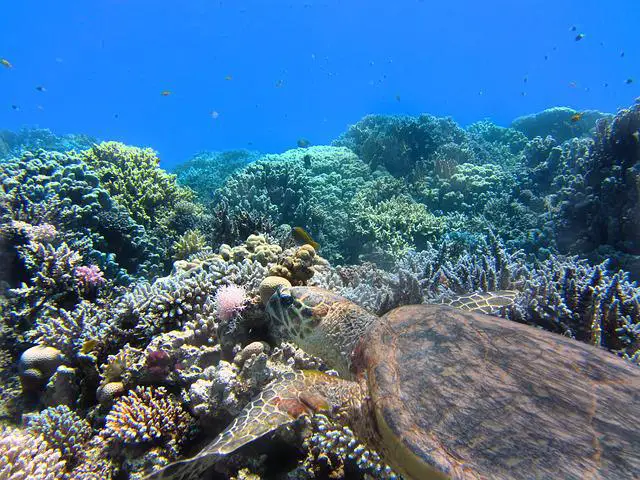 Problems For Coral Reefs, & How To Save Them