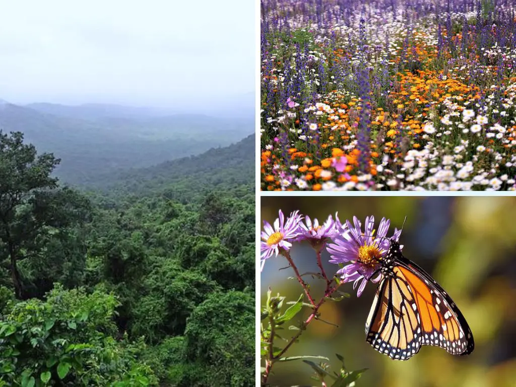 Biodiversity: What It Is, Why It's Important, Examples, & More