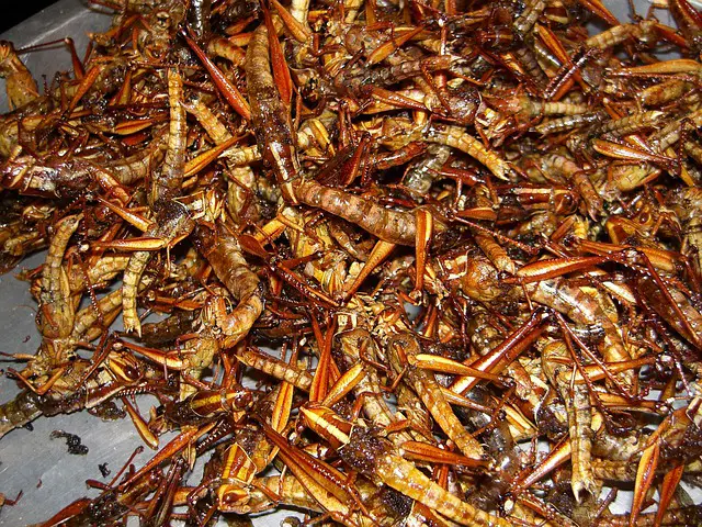 Can Eating Insects & Bugs Help Save The World? And, Will We Eat Them In The Future?